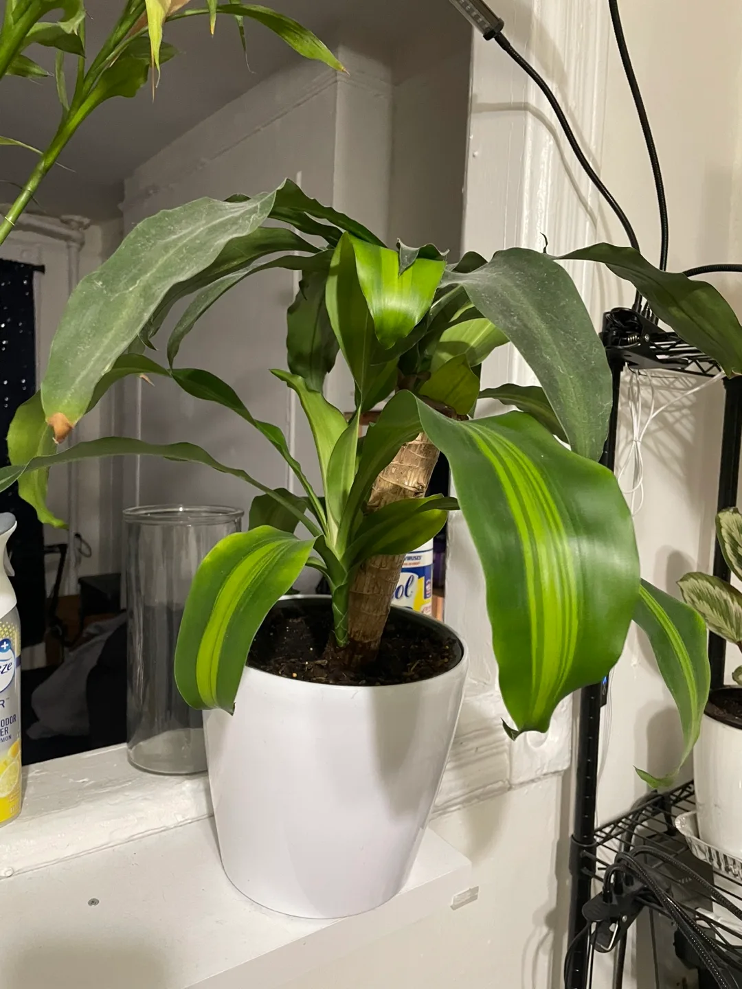 Corn Plant in White Pot thumbnail