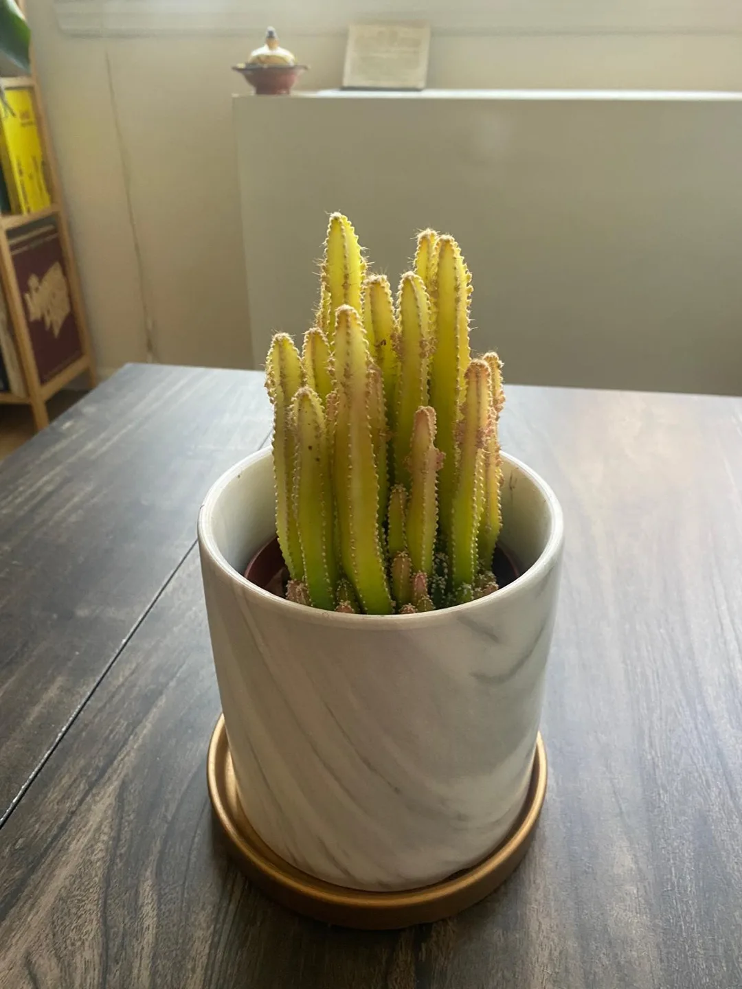 Cactus in Marble Pot thumbnail