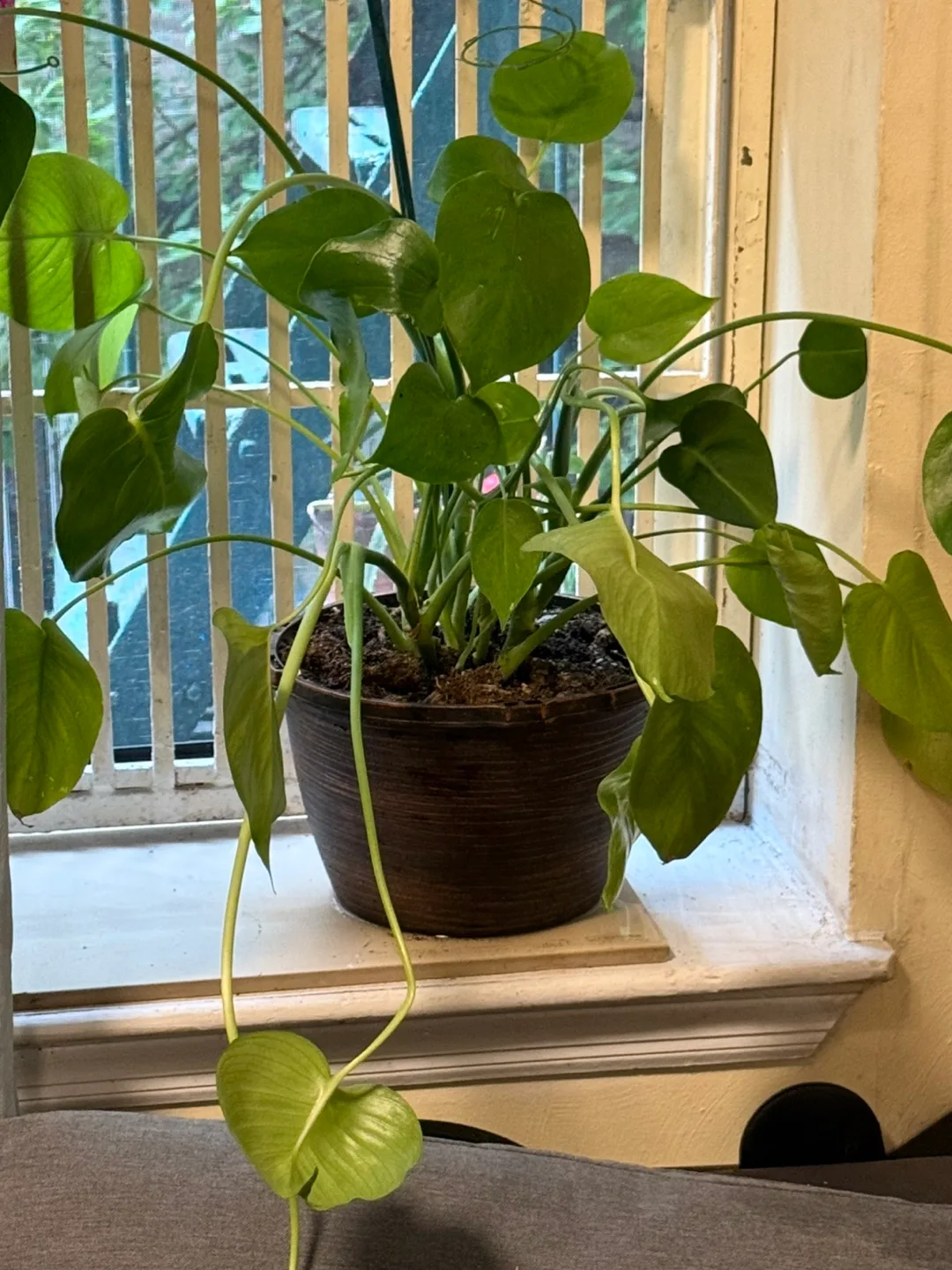 Monstera  plant thumbnail
