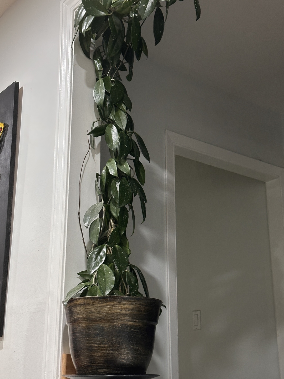 Free Potted Indoor Plants - photo 2
