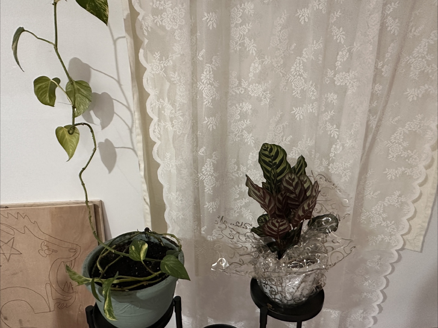 Free Potted Indoor Plants - photo 4