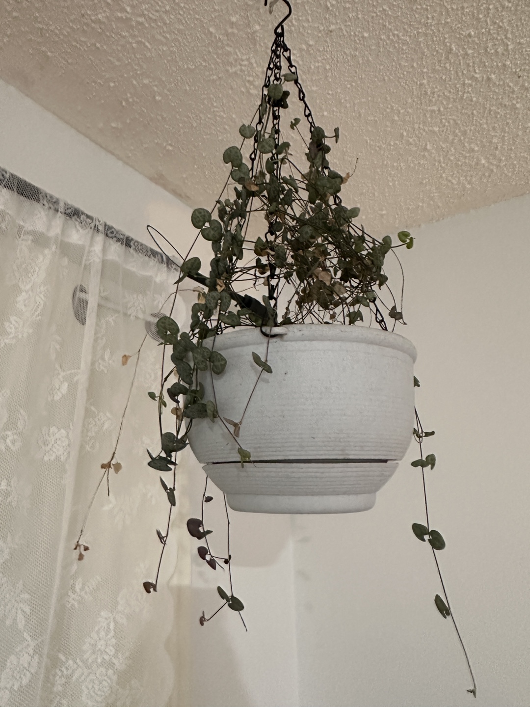 Free Potted Indoor Plants - photo 3