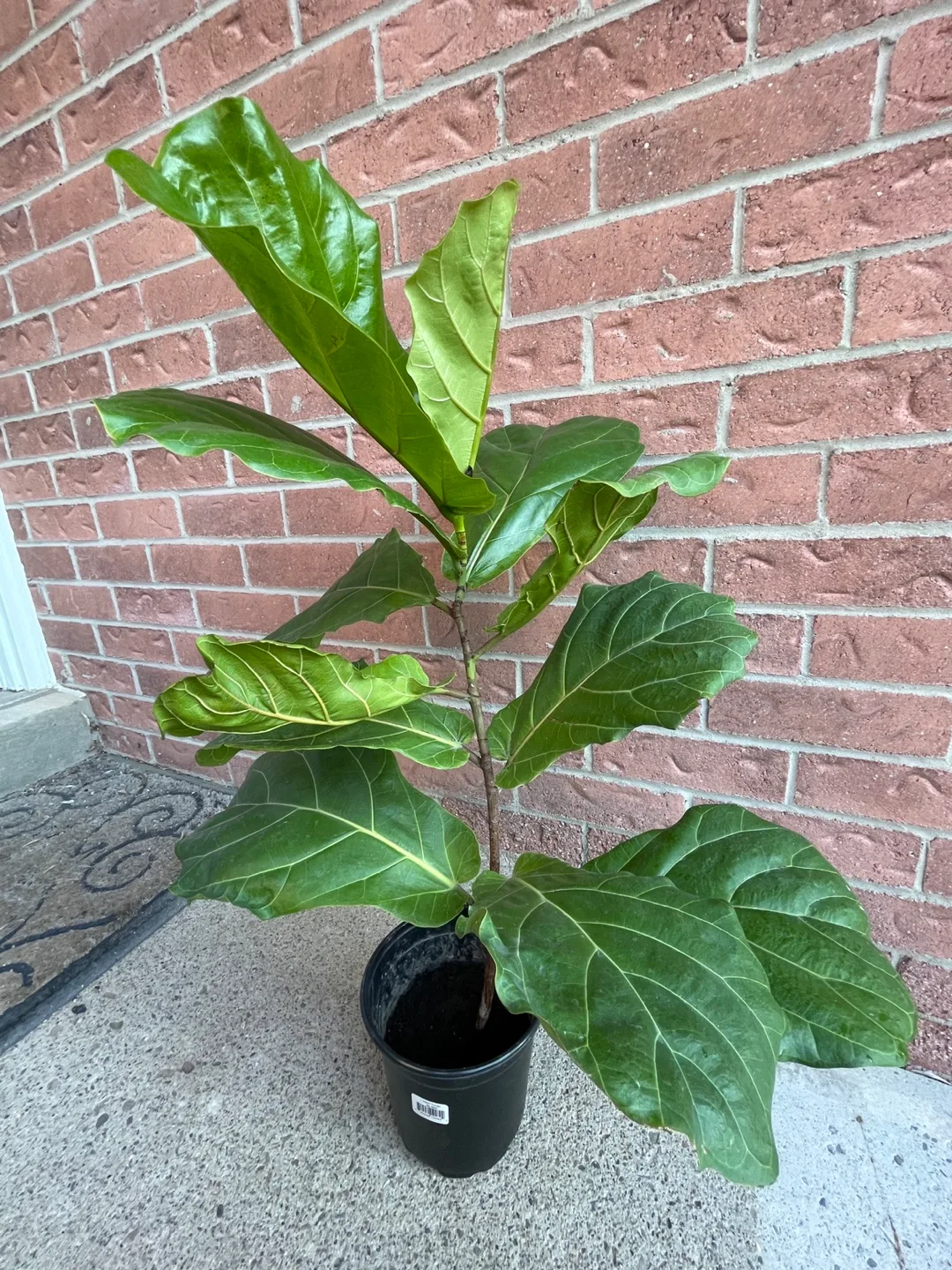 Fiddle Leaf Fig Tree with new growth thumbnail