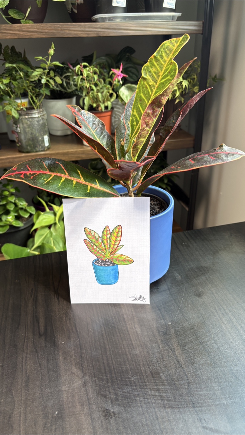 Croton Plant