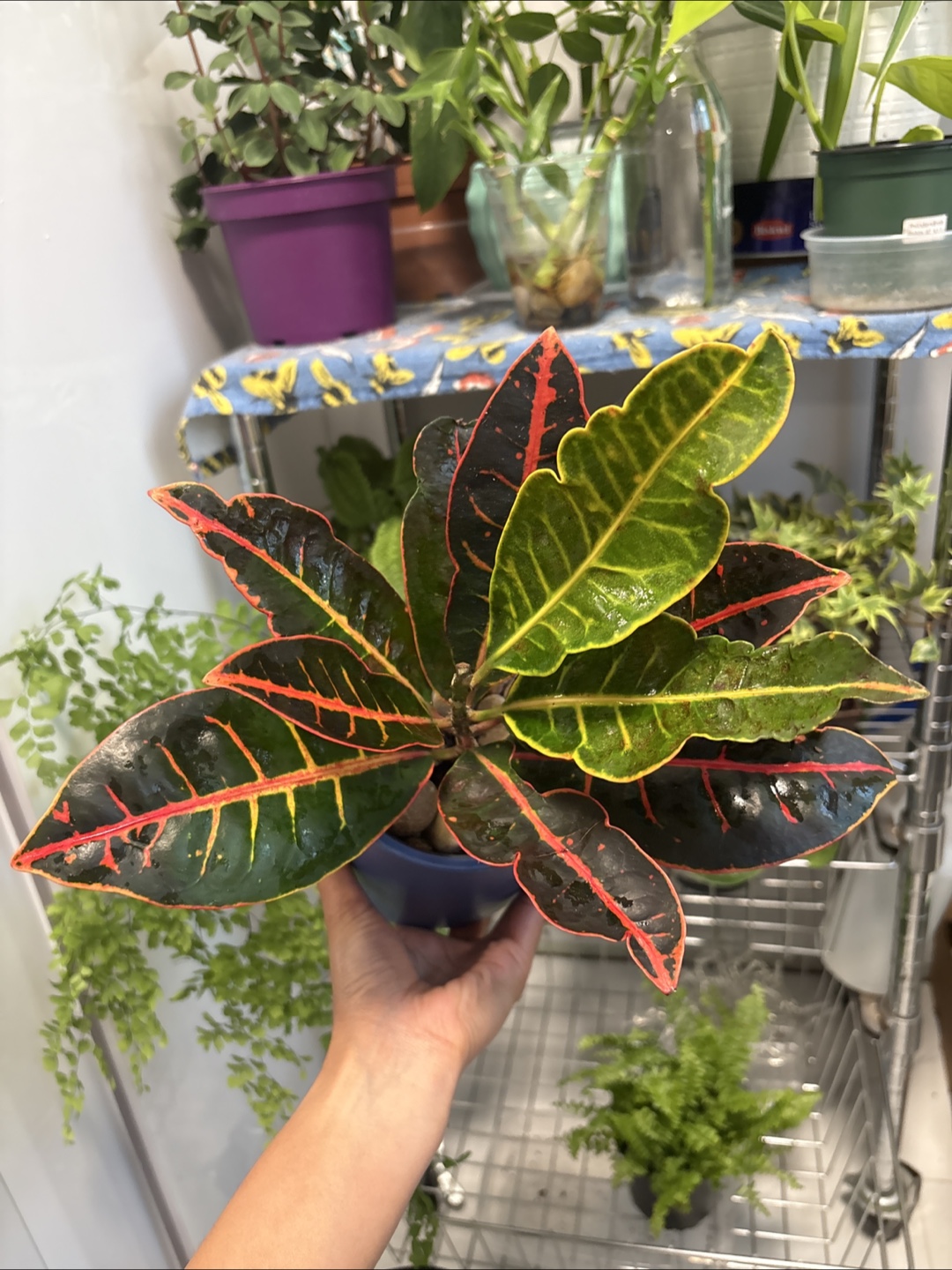 Croton Plant - photo 2