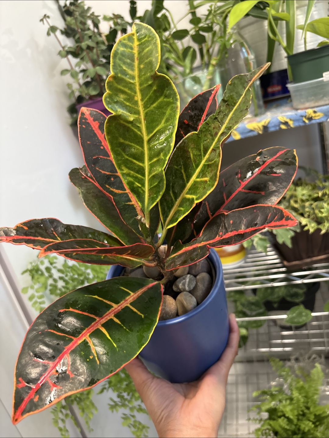 Croton Plant - photo 3