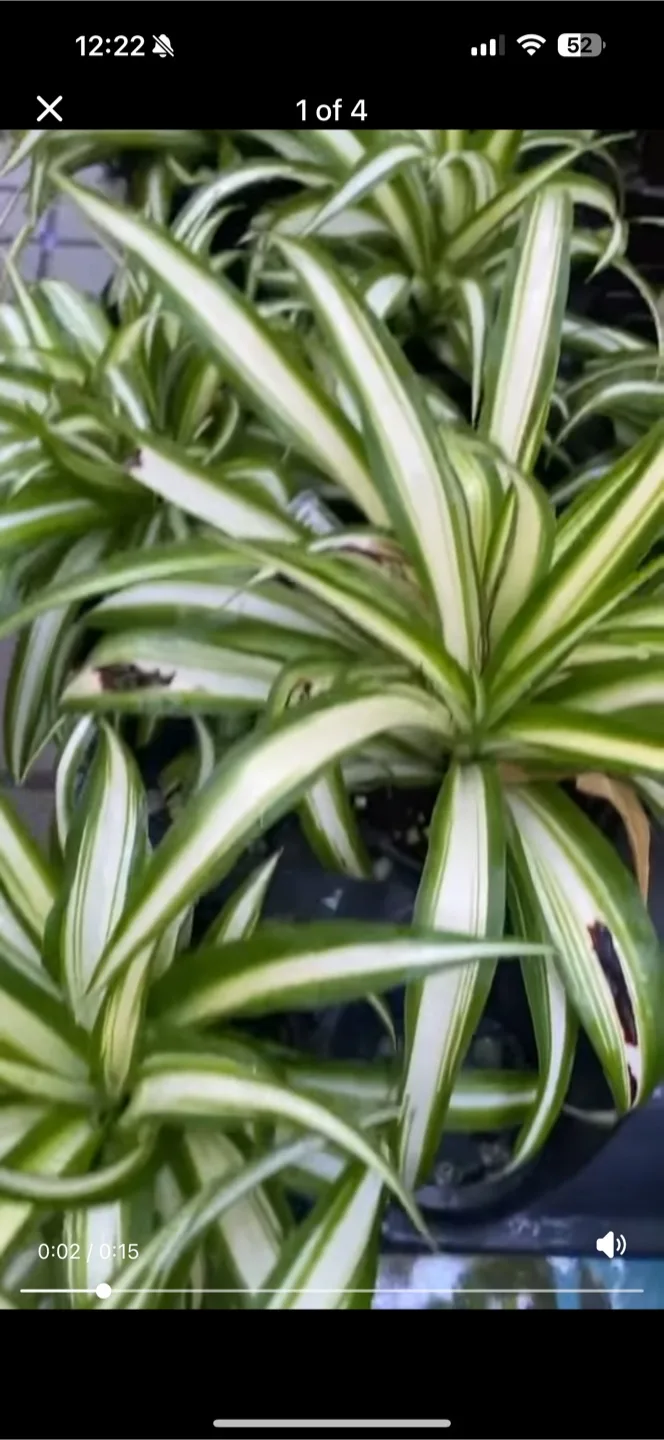 Indoor and Outdoor suitable Plant image indicator(2)