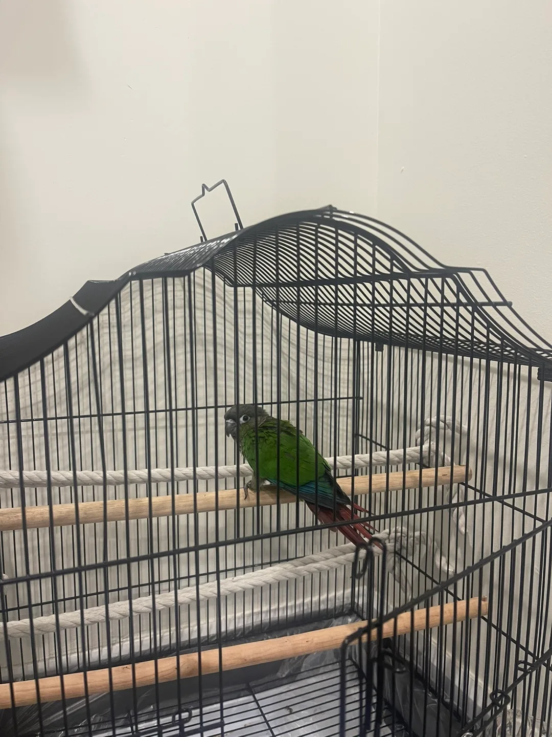Green cheek conure with cage and food and accessories thumbnail