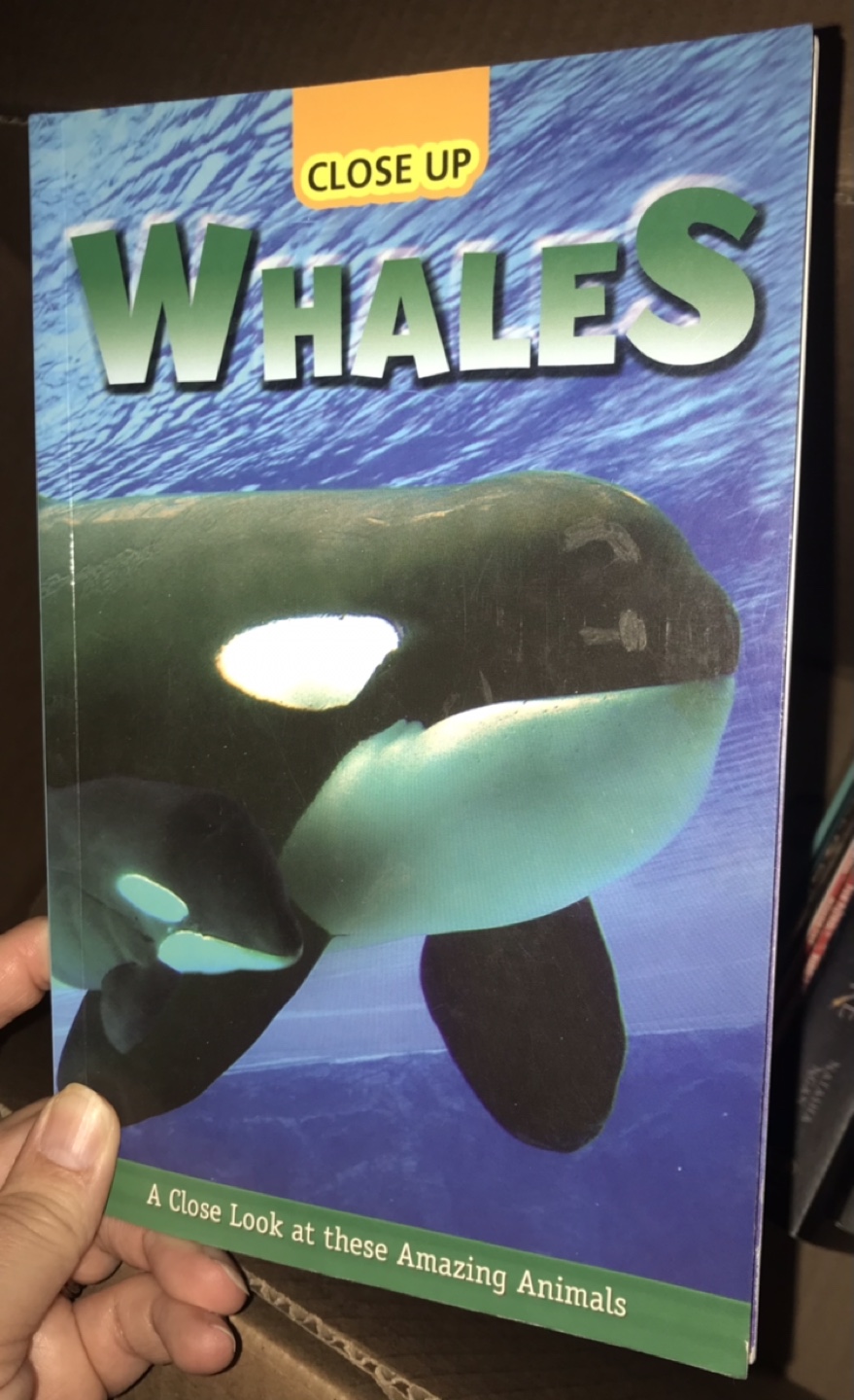 Close Up Sharks, Dolphins, Whales, Tricks and Traps Books - photo 4