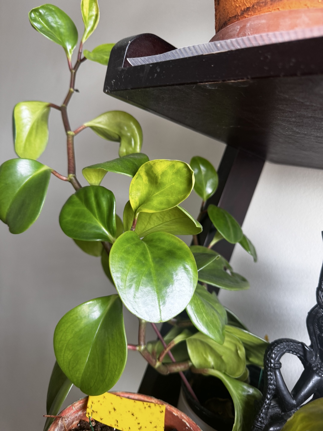 Rubber plants - photo 2