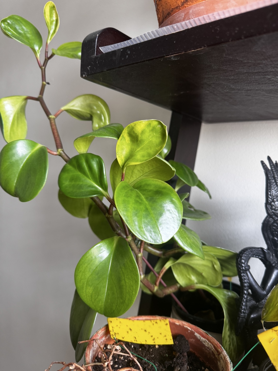 Rubber plants