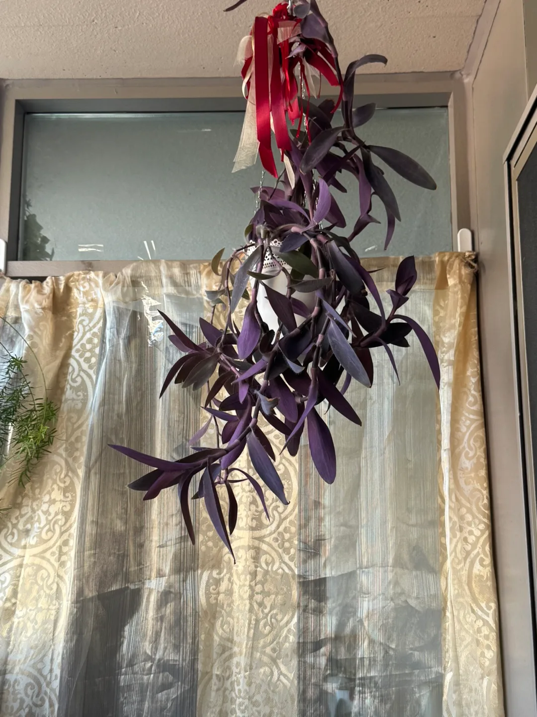 Purple Heart Plant thumbnail