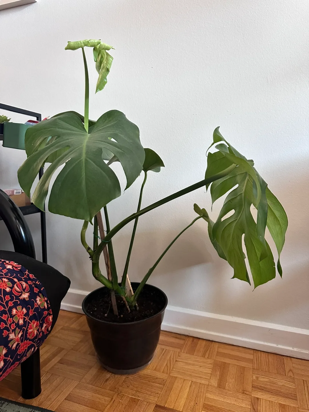 Monstera Plant image indicator(3)
