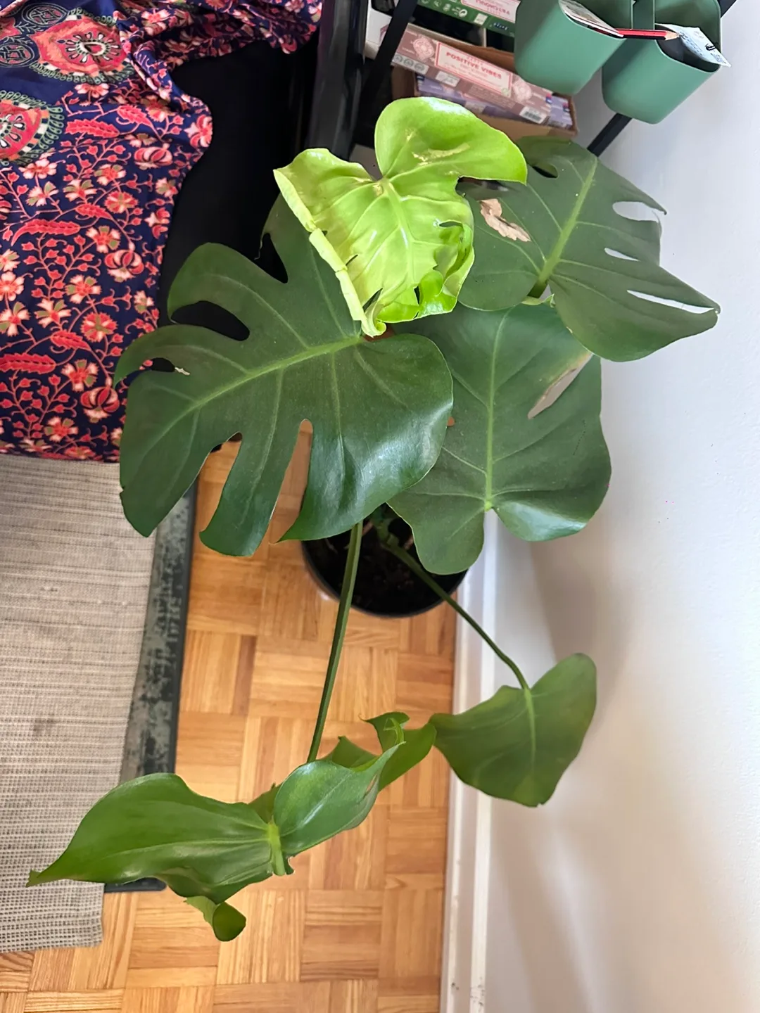 Monstera Plant image indicator(2)