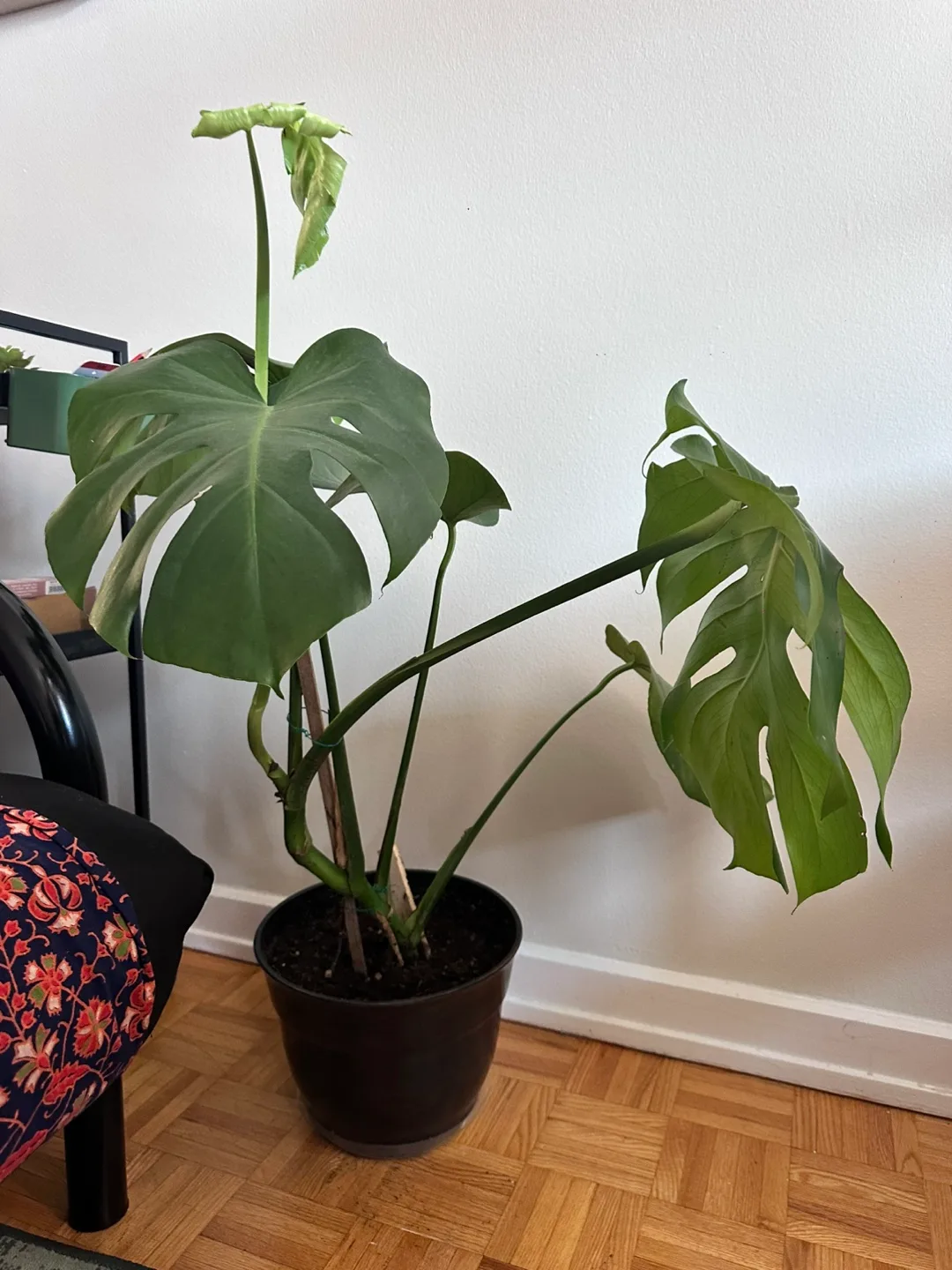 Monstera Plant thumbnail