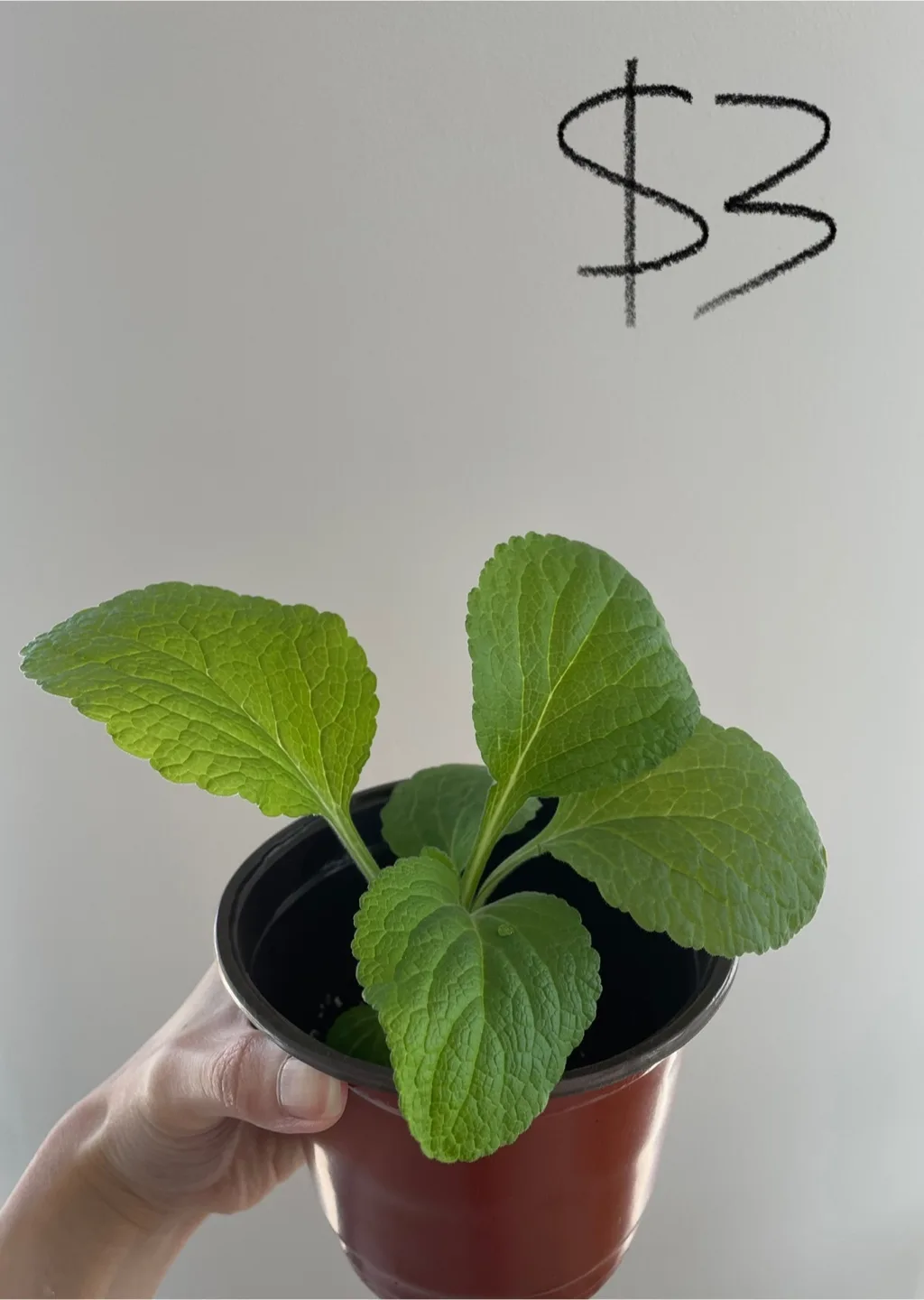 Foxglove seedlings - discounts for buying more thumbnail