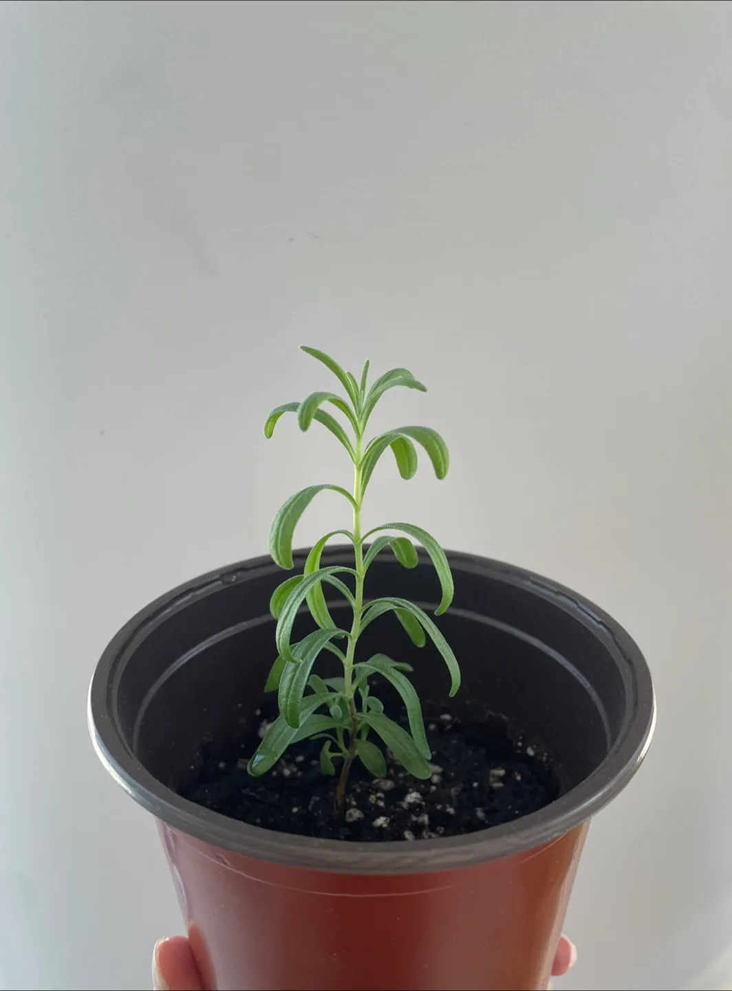 Lavender Seedling with new growth! thumbnail