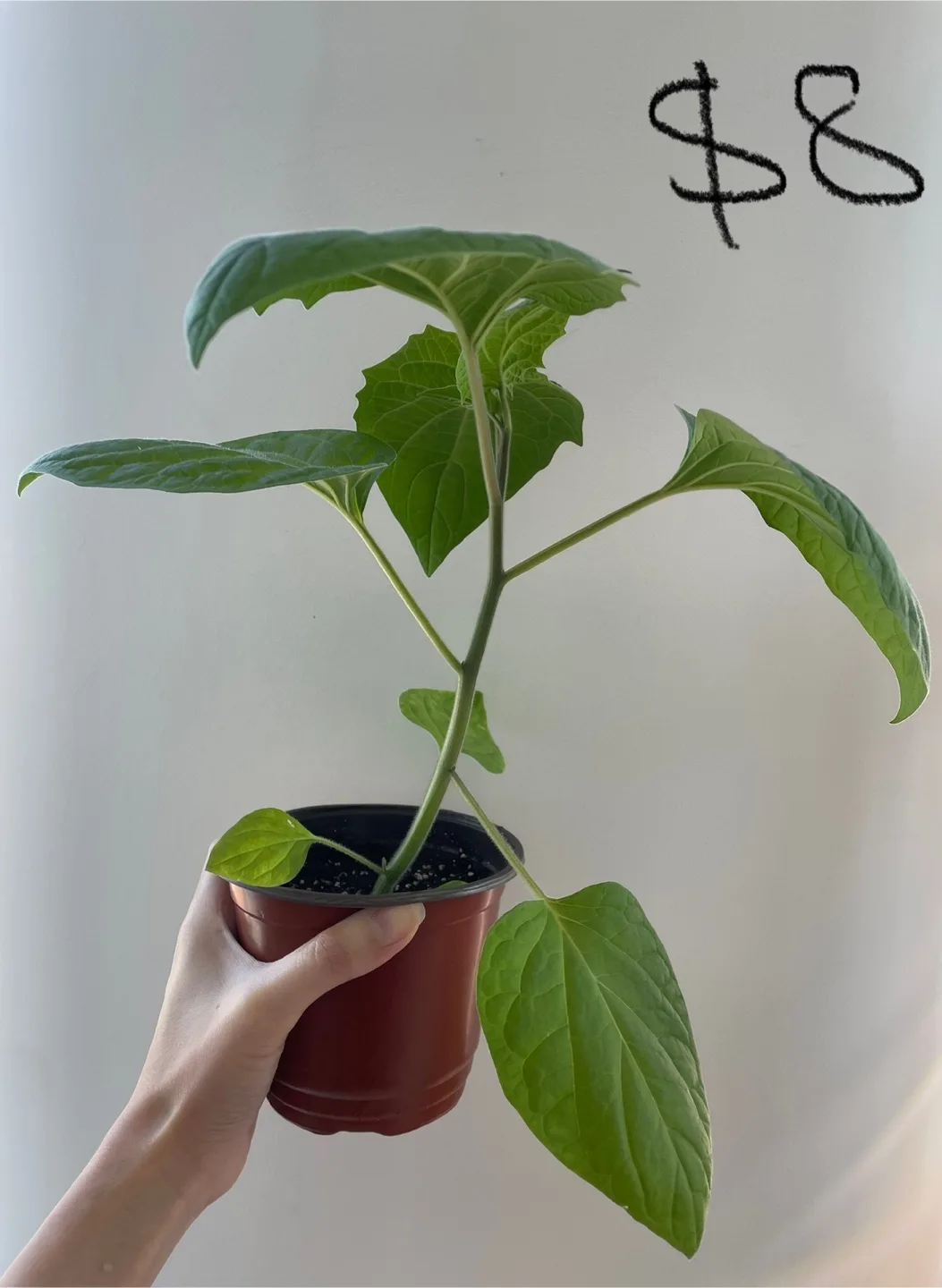 Golden berry - fruits in months! thumbnail