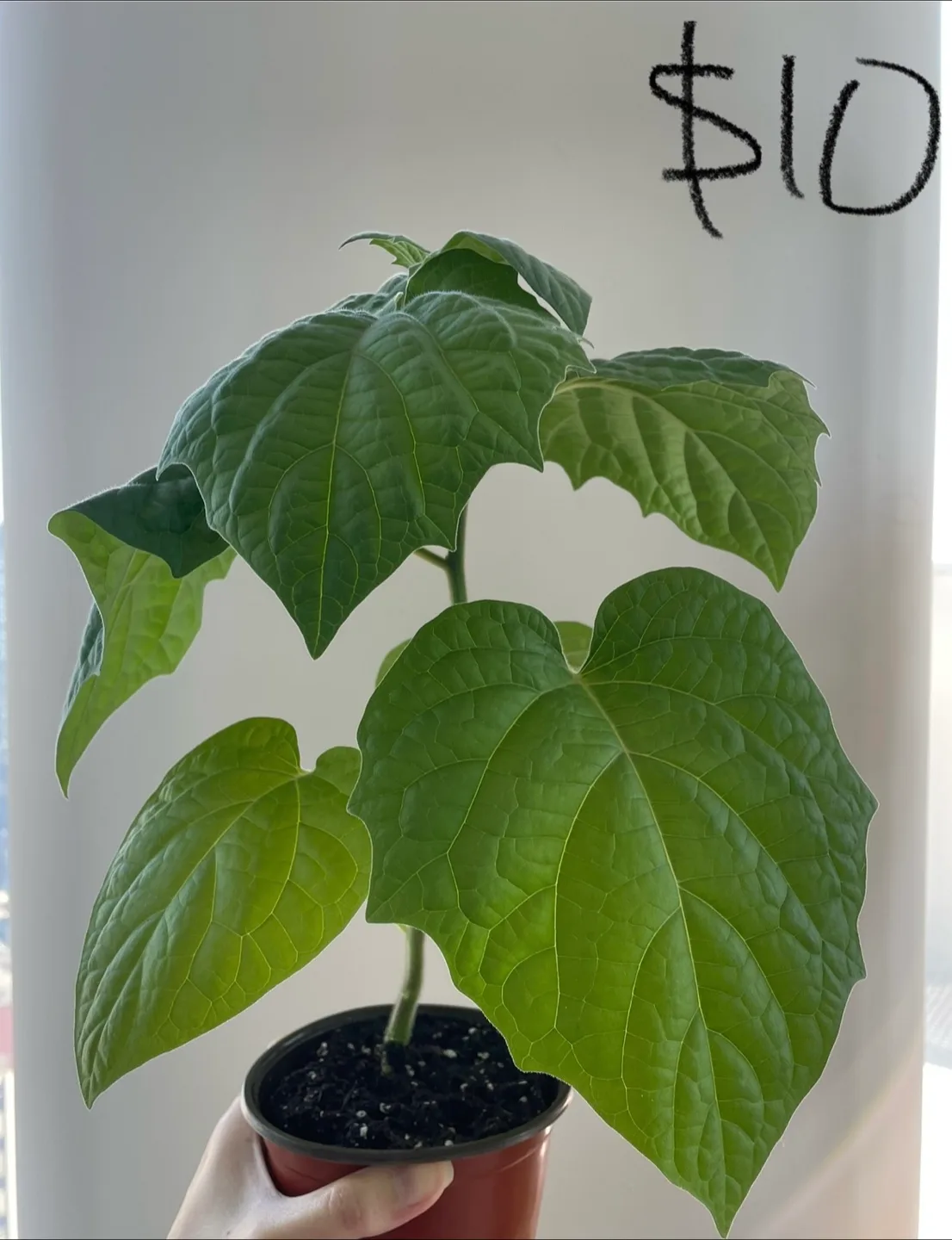 Golden berry - fruits in months! $8-$10 thumbnail