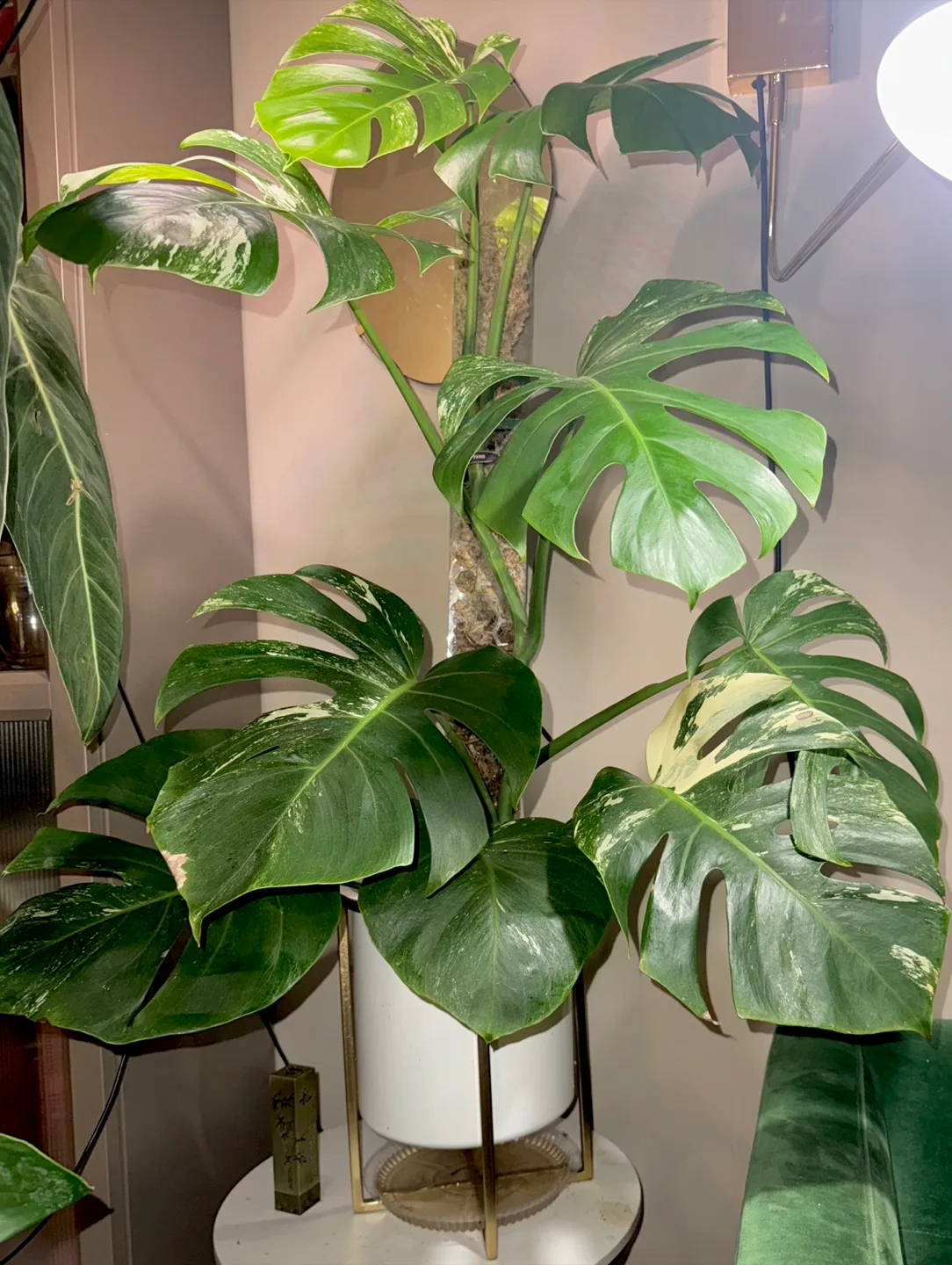 large 3’8” tall Monstera albo whole plant image indicator(4)