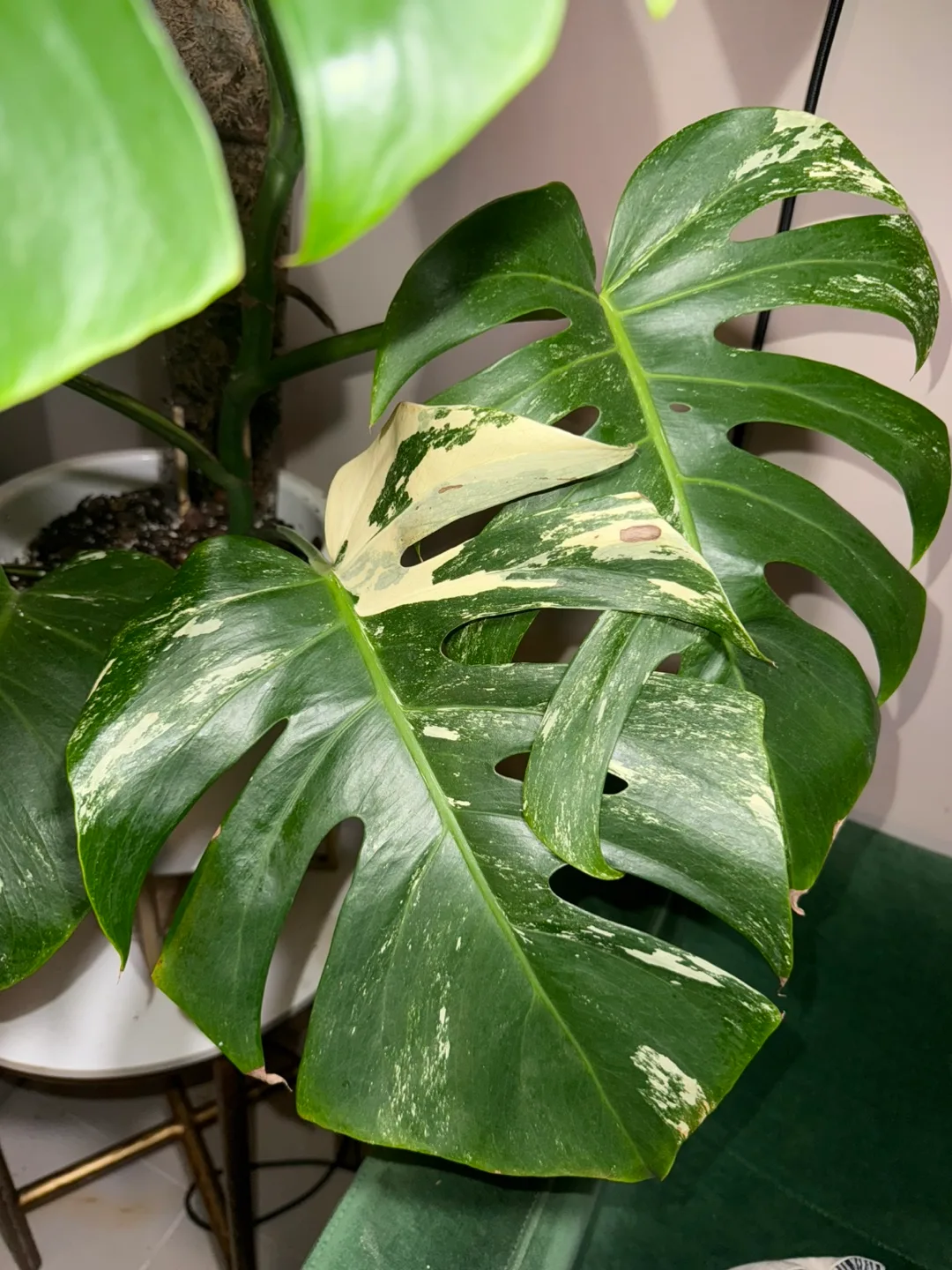 large 3’8” tall Monstera albo whole plant image indicator(5)