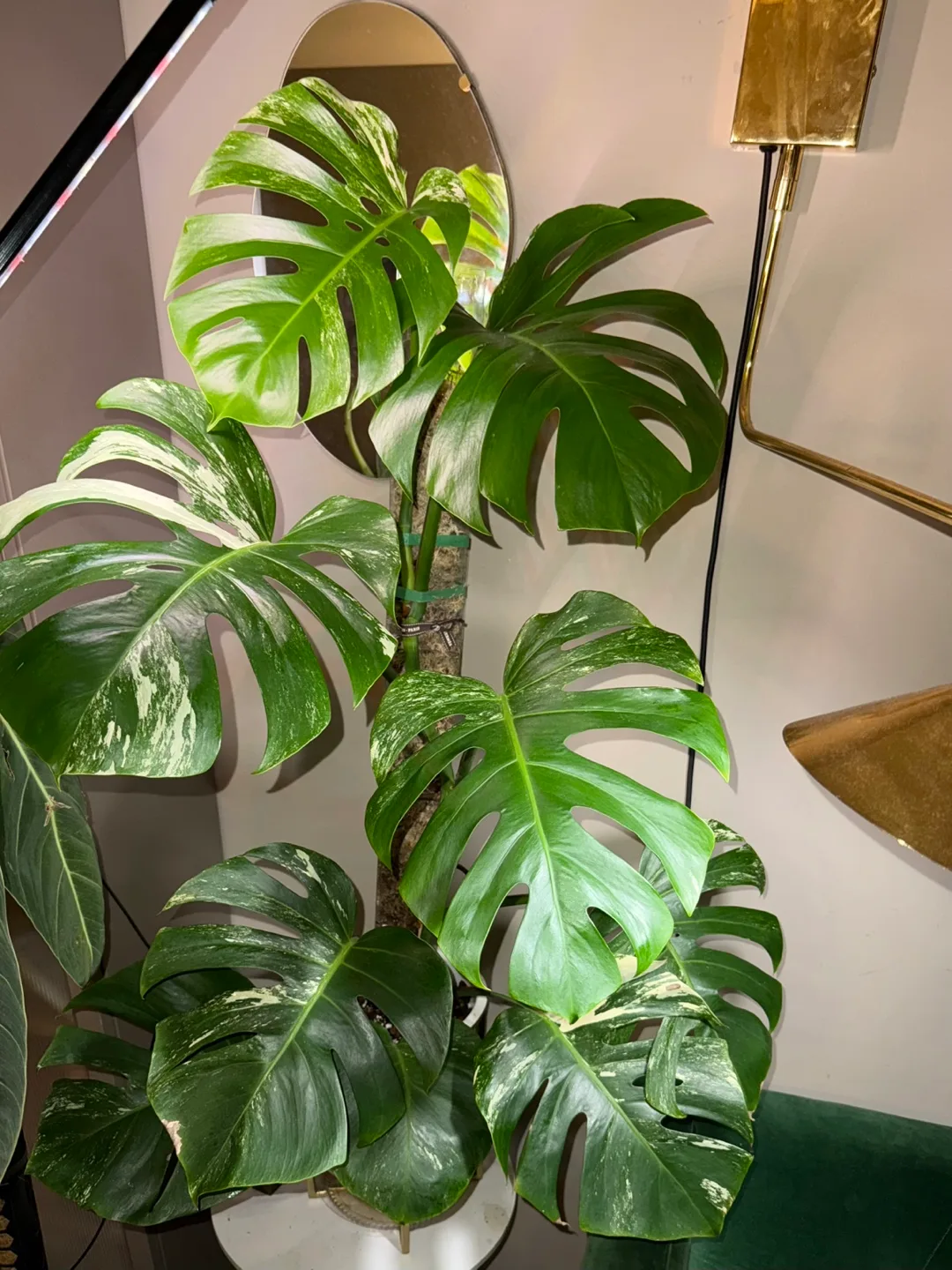 large 3’8” tall Monstera albo whole plant thumbnail