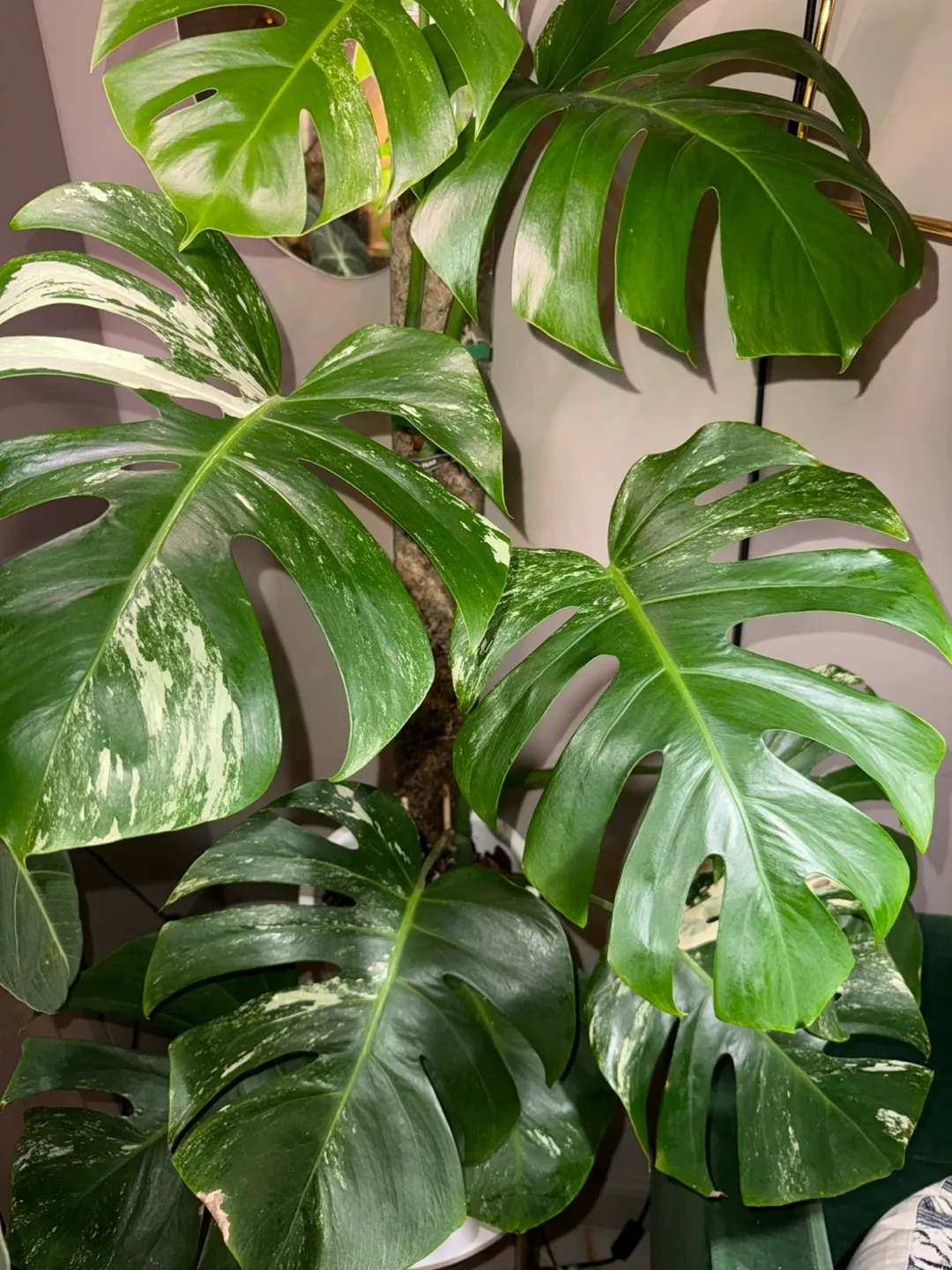 large 3’8” tall Monstera albo whole plant image indicator(3)