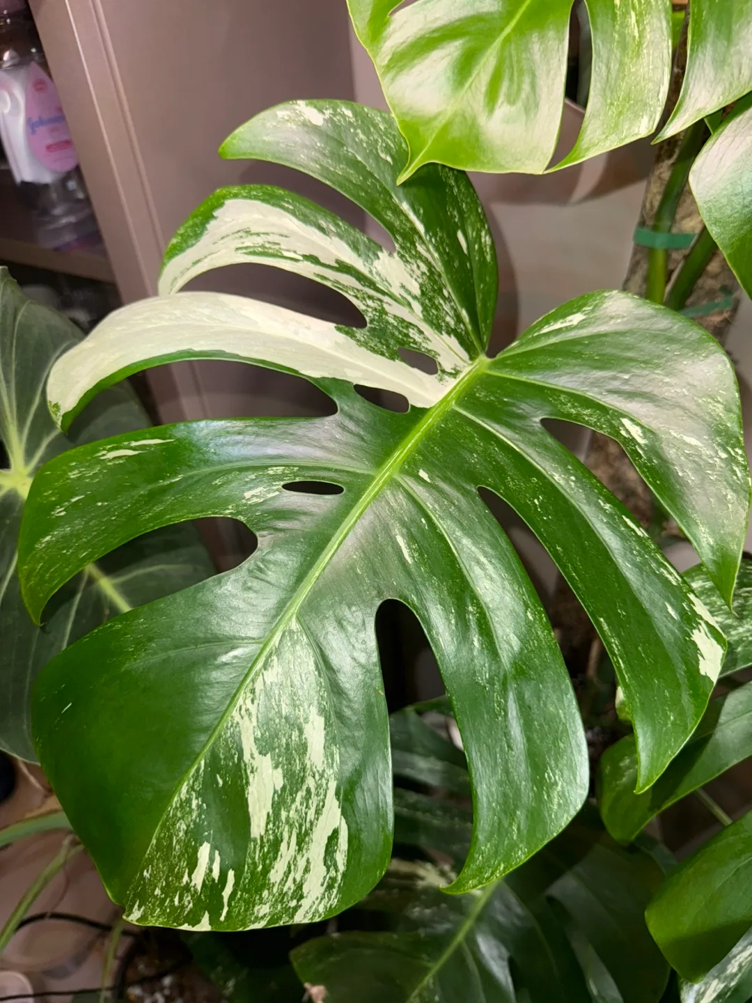 large 3’8” tall Monstera albo whole plant image indicator(6)