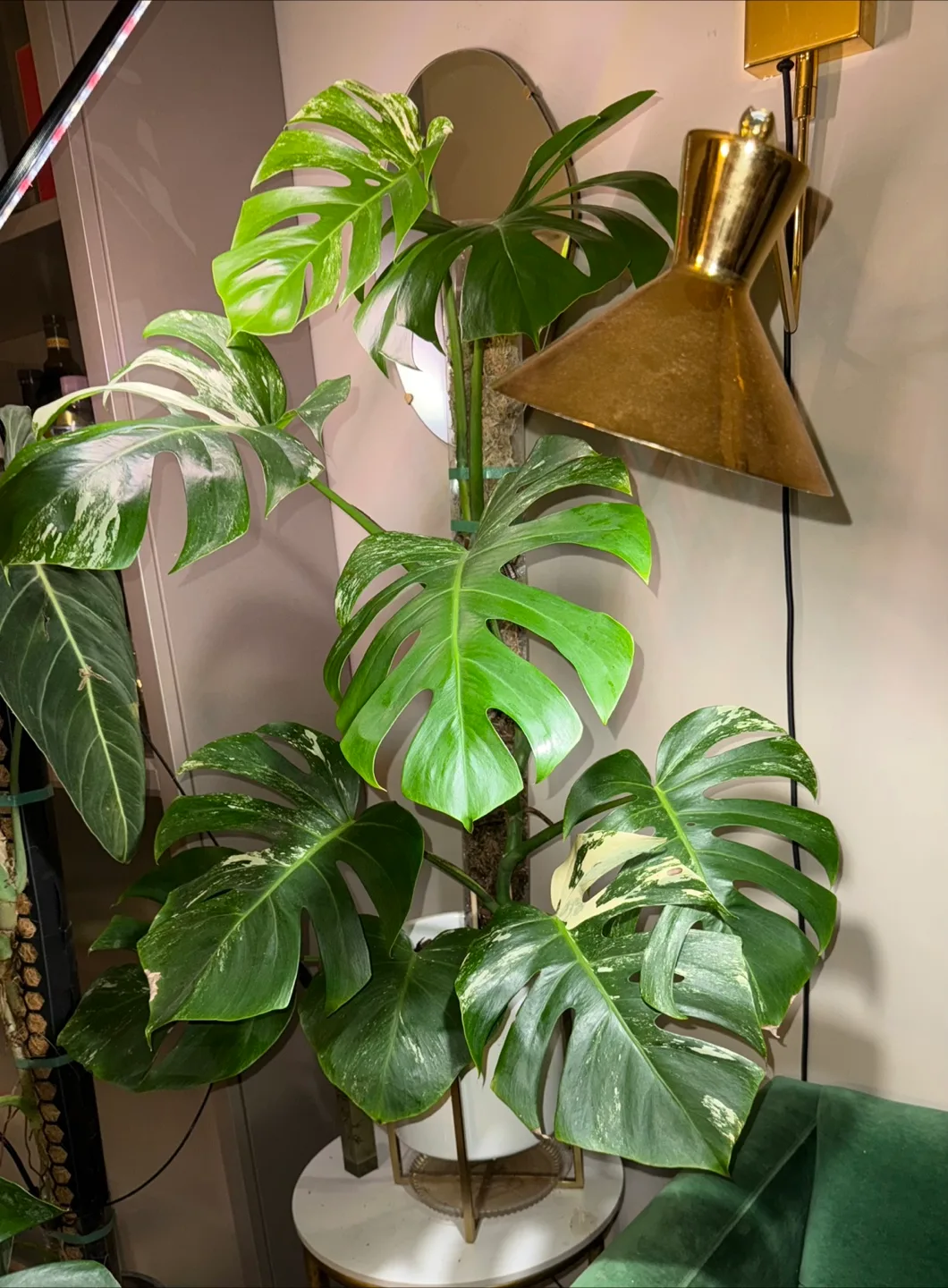 large 3’8” tall Monstera albo whole plant image indicator(7)