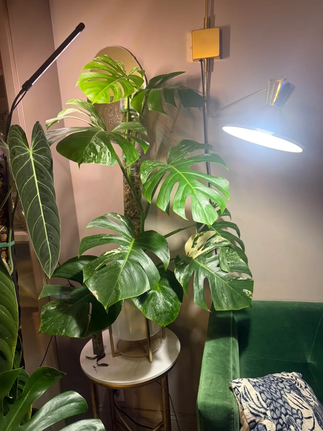 large 3’8” tall Monstera albo whole plant image indicator(8)
