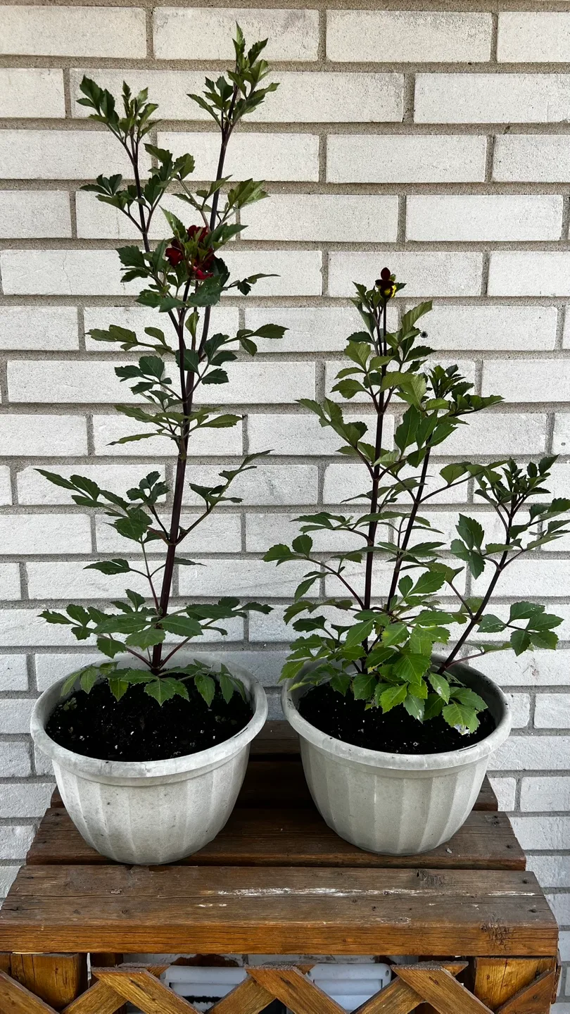 Red Dhalia Plant in Pot thumbnail