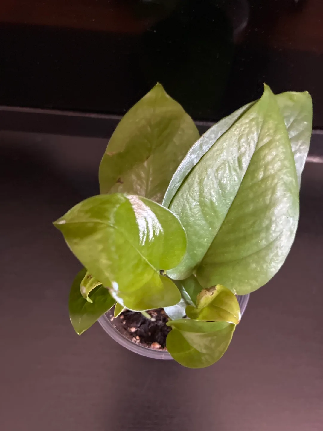 Free Jade pothos #freecycle thumbnail