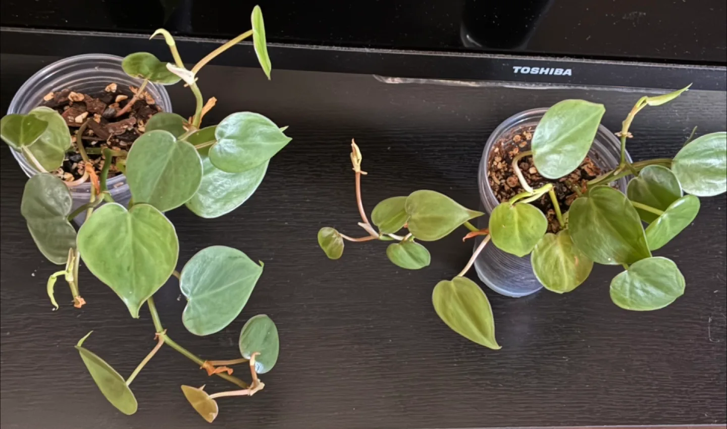 Heartleaf Philodendron cuttings thumbnail