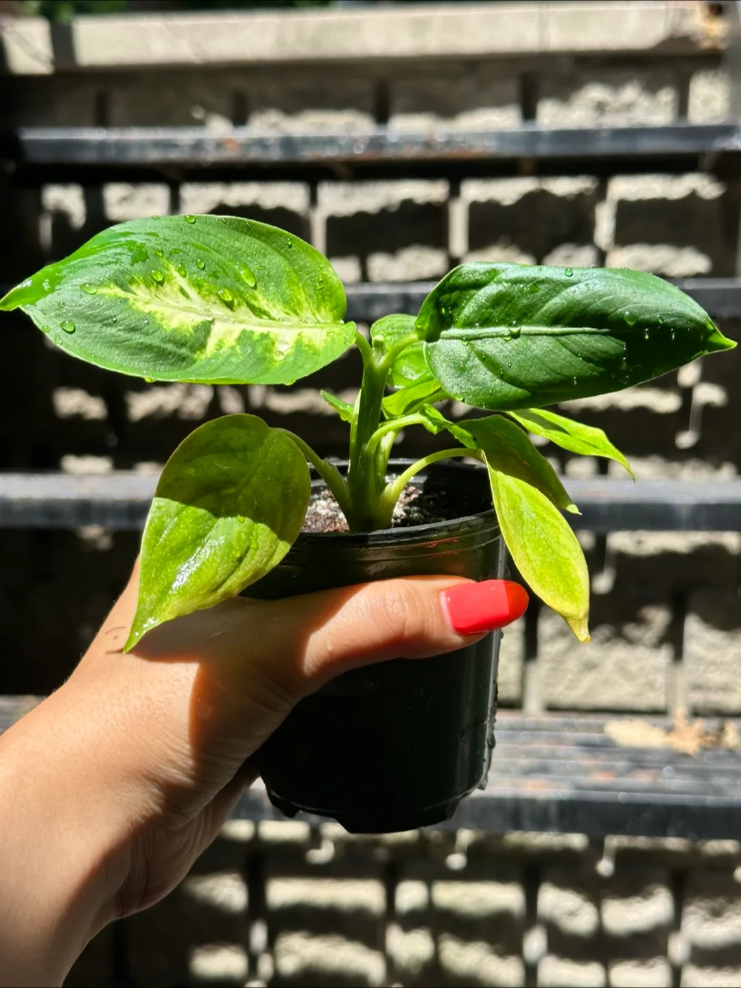 Diffenbachia Plant thumbnail
