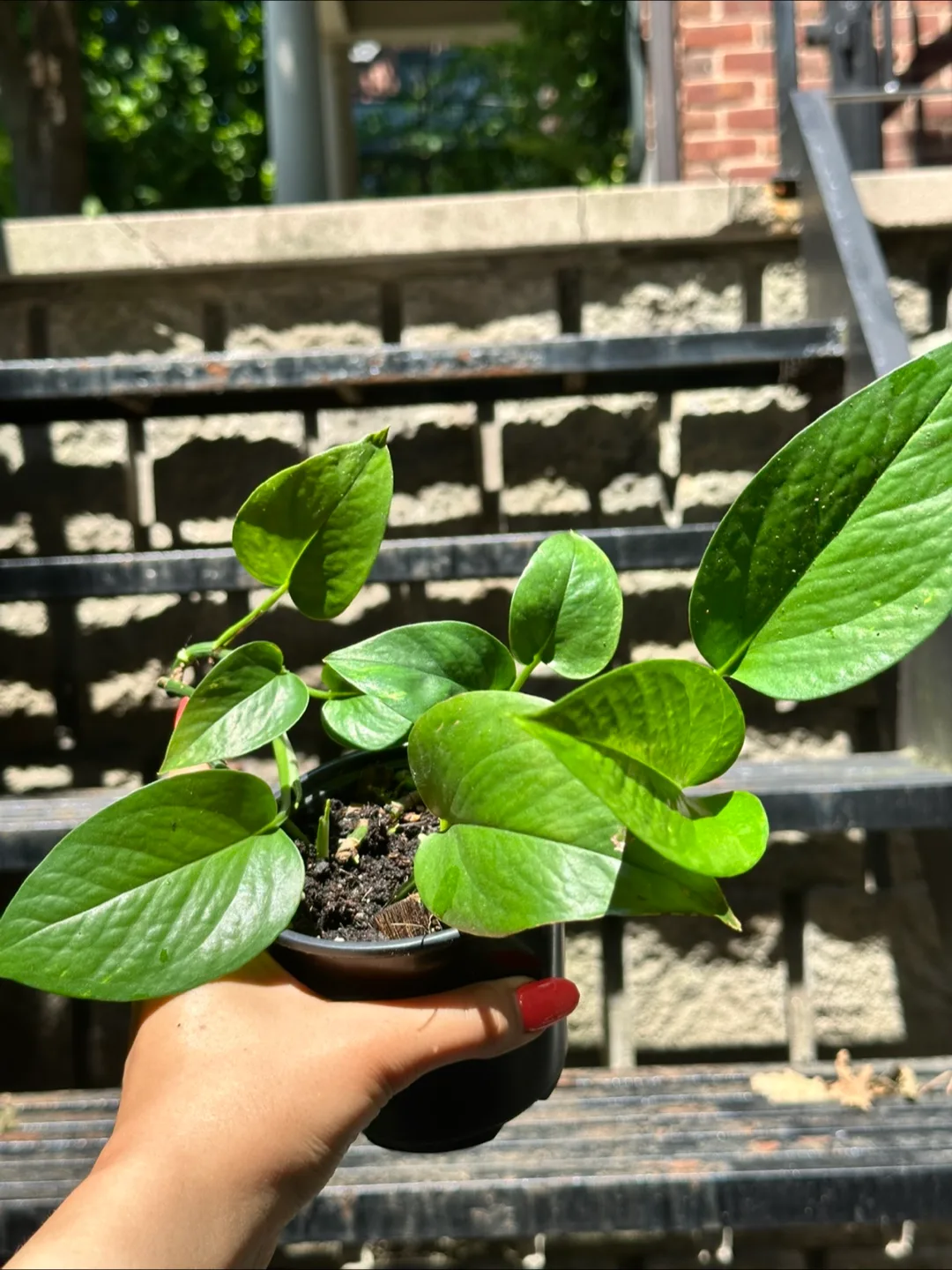 Pothos Plant thumbnail