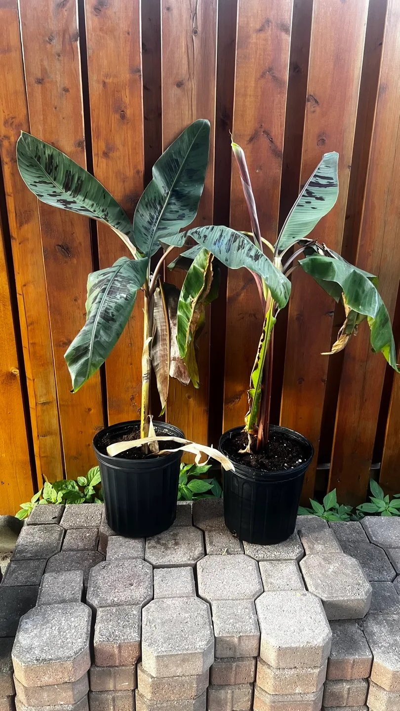 Two Banana Plants thumbnail