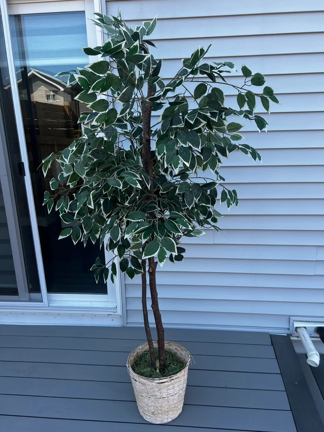 Artificial Ficus Tree in Woven Basket thumbnail