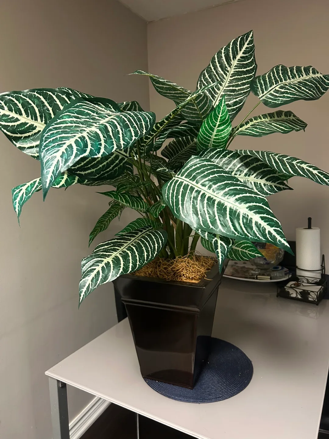 Artificial Zebra Plant in Pot thumbnail