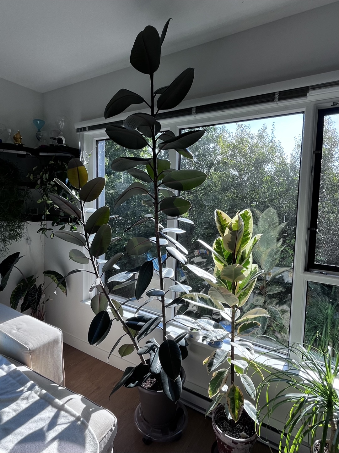 Ficus Elastica aka Rubber Plant