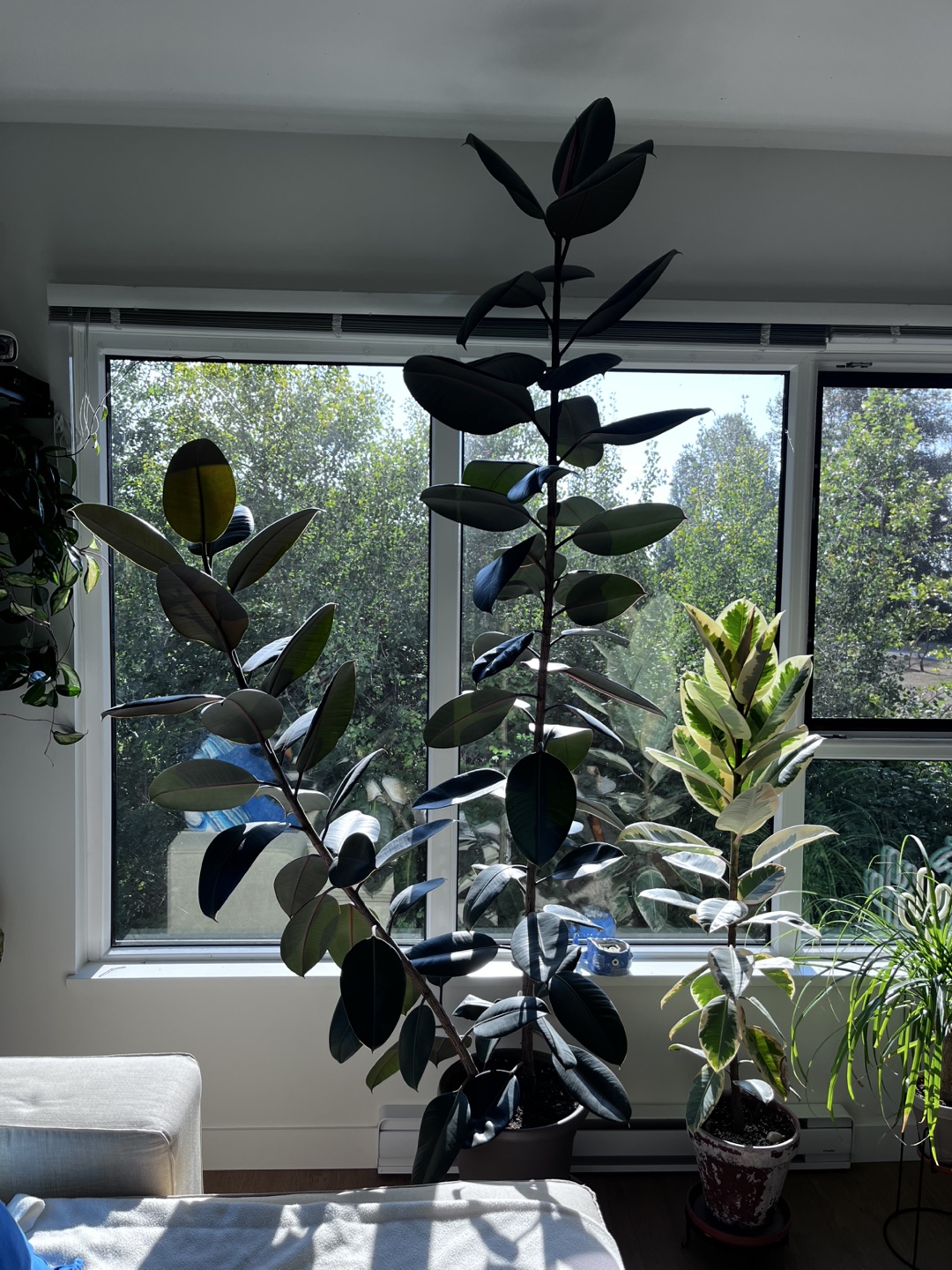 Ficus Elastica aka Rubber Plant - photo 2