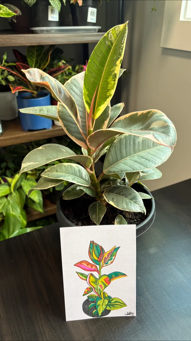 Ficus Elastica🪴 thumbnail