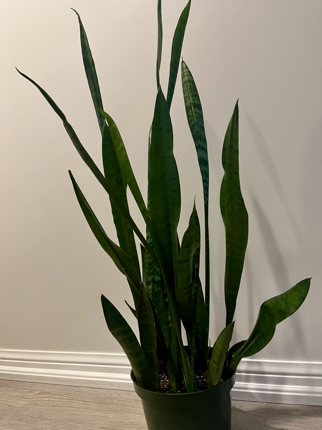 Free snake plant