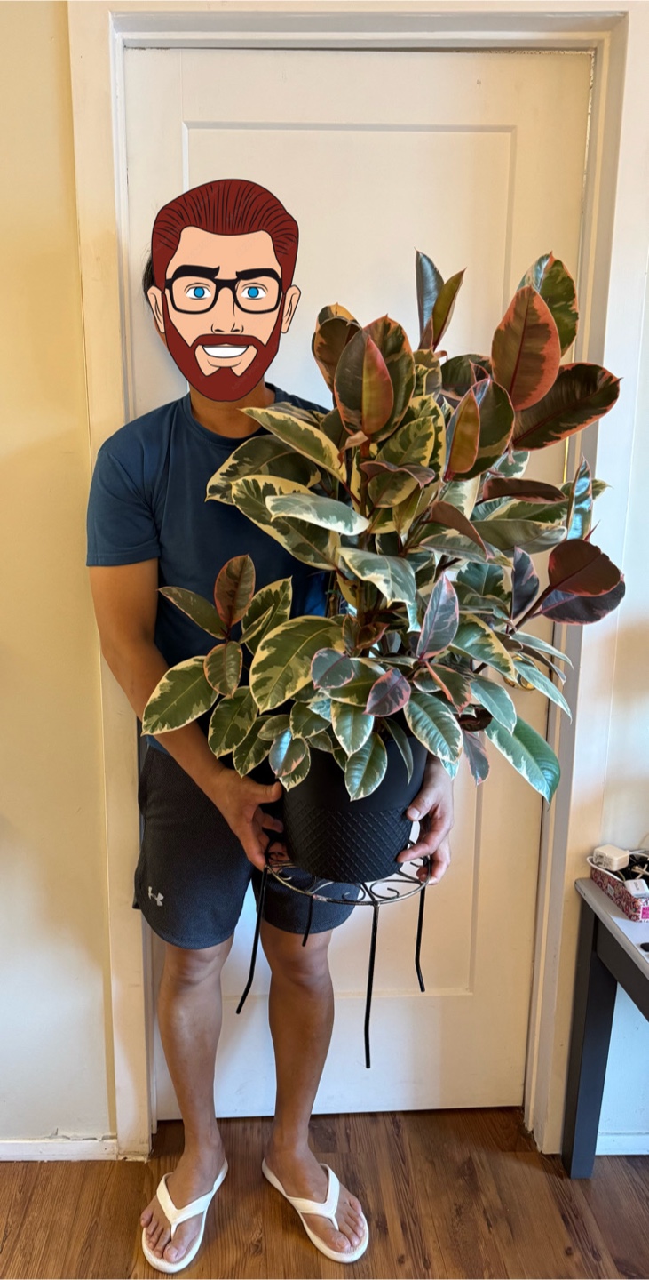 Ficus Elastica Tineke Plant - photo 2