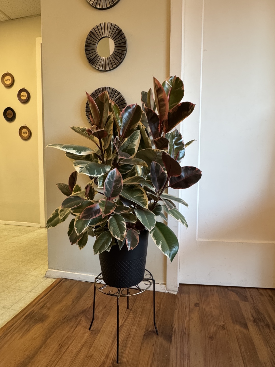Ficus Elastica Tineke Plant