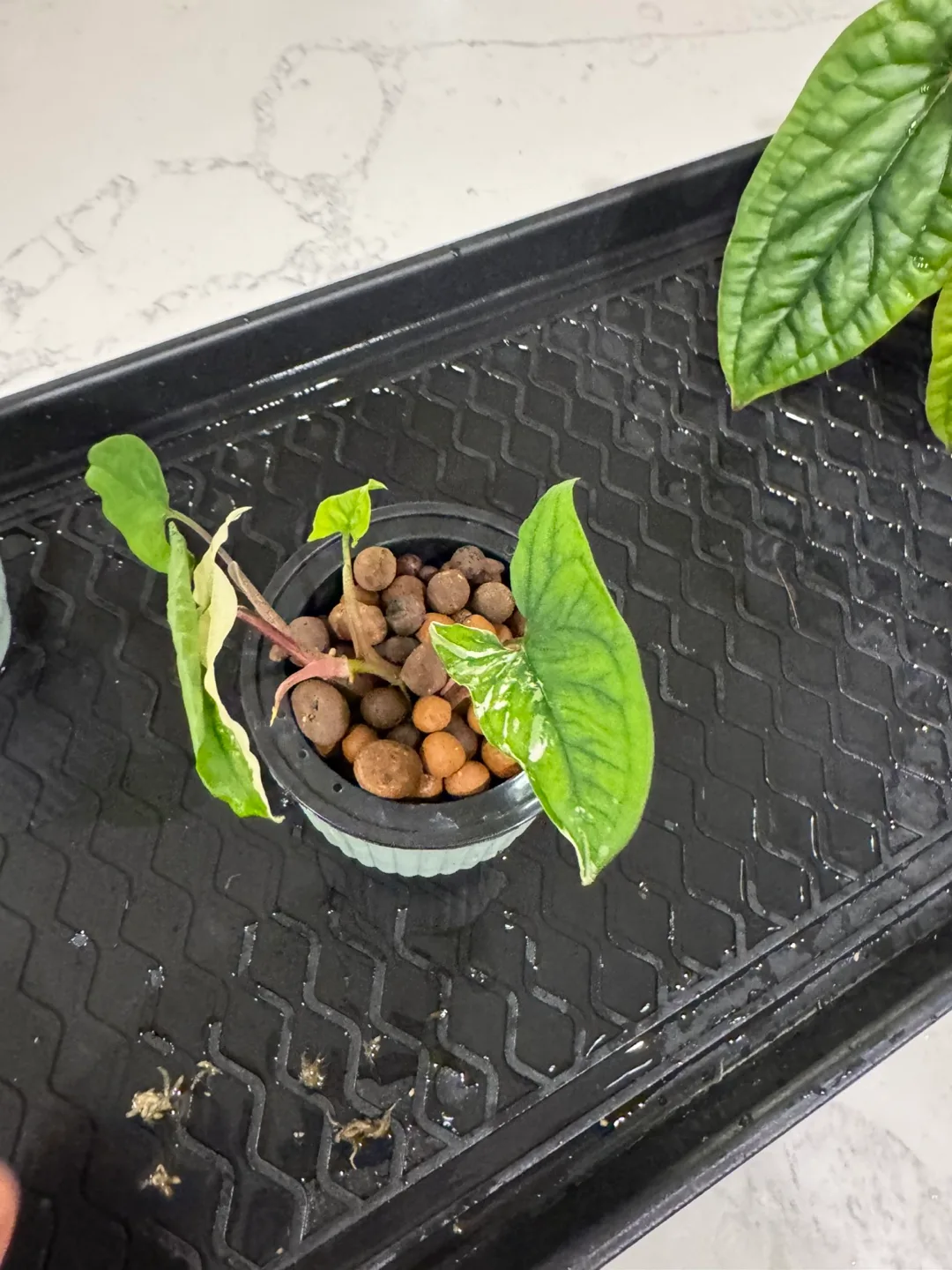 Syngonium Albo Variegata Plant image indicator(4)