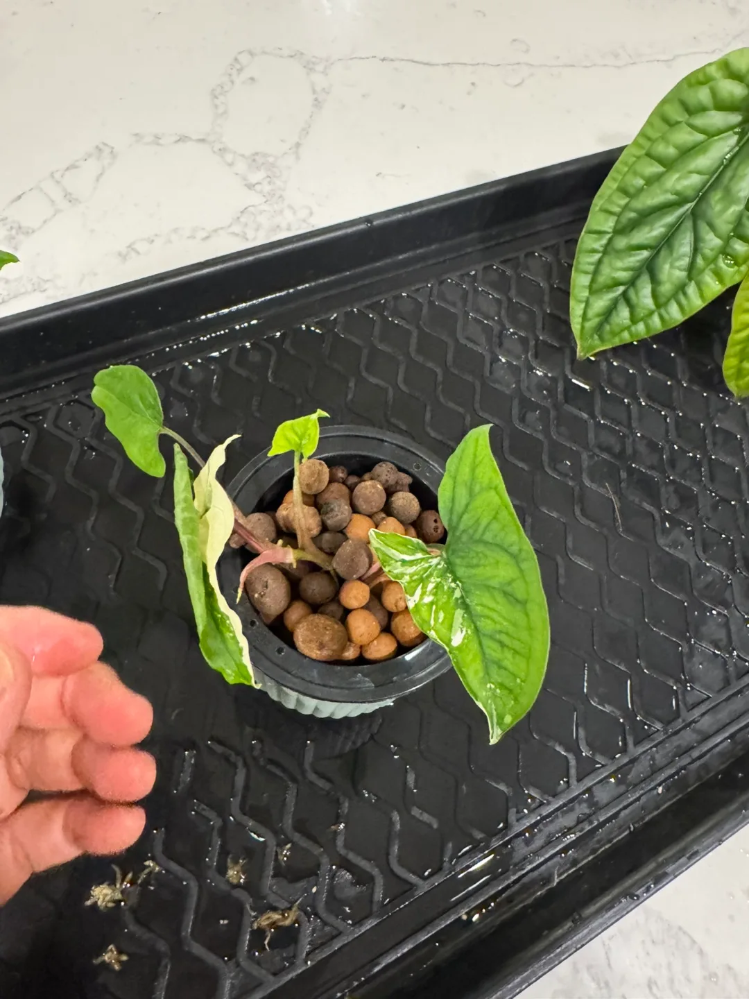 Syngonium Albo Variegata Plant thumbnail