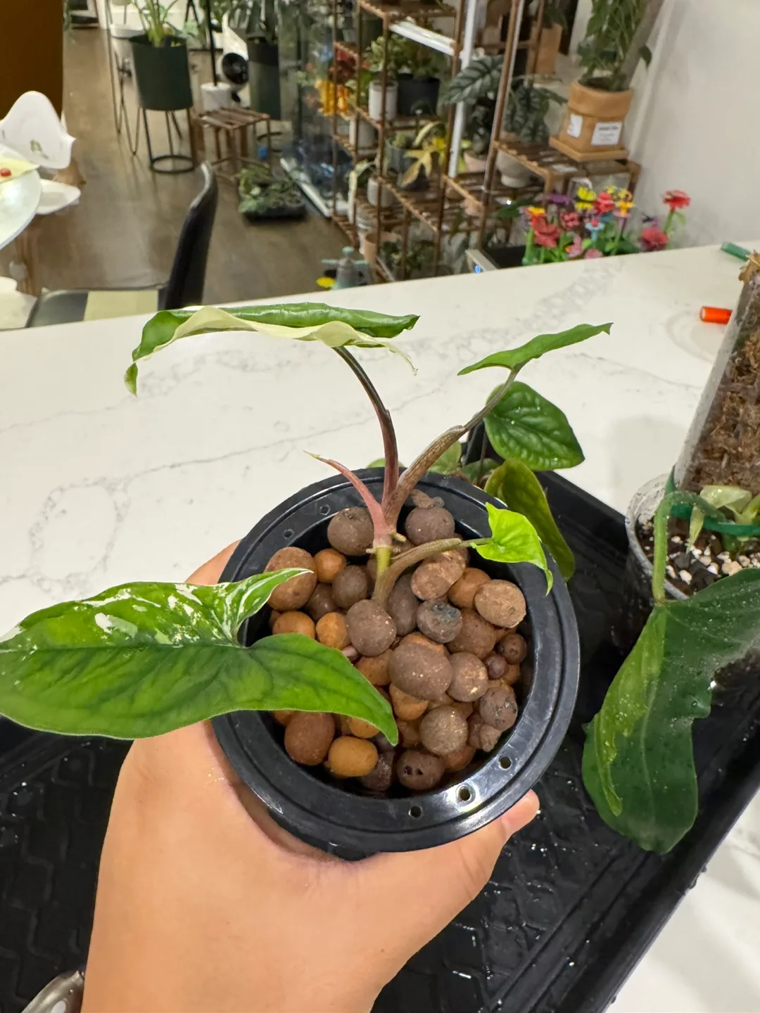 Syngonium Albo Variegata Plant image indicator(2)