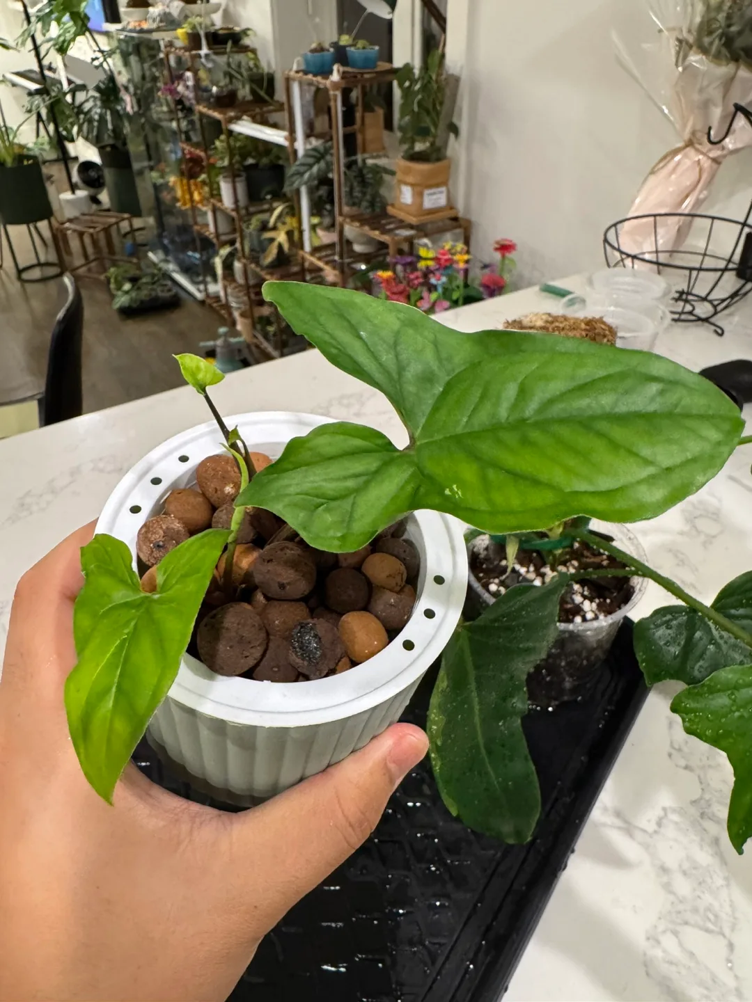 Syngonium Albo Variegata Plant image indicator(3)