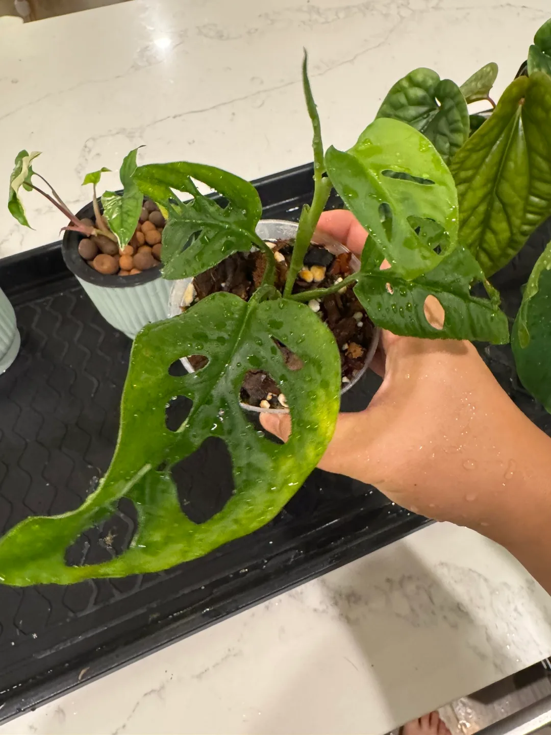 Monstera Adansonii Plant thumbnail