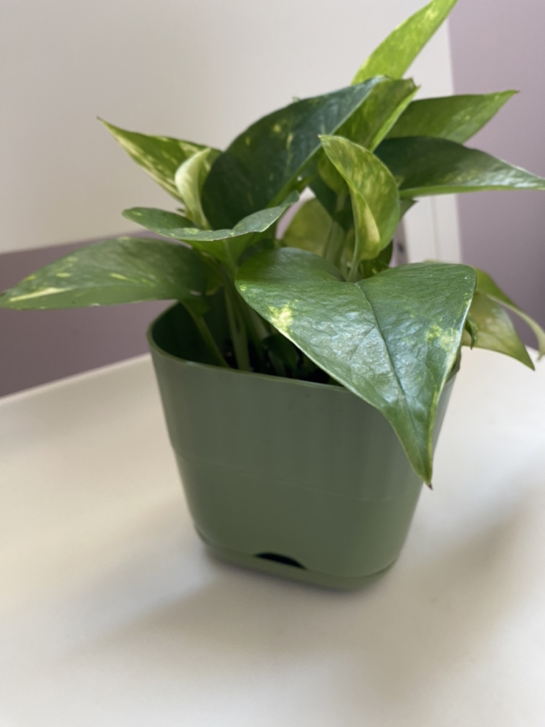 Potted Golden Pothos Plant
